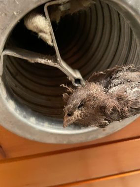 ilmastointikanavasta löytynyt lintu